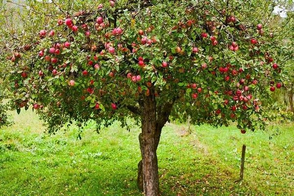 нови сортове ябълкови дървета описание снимка