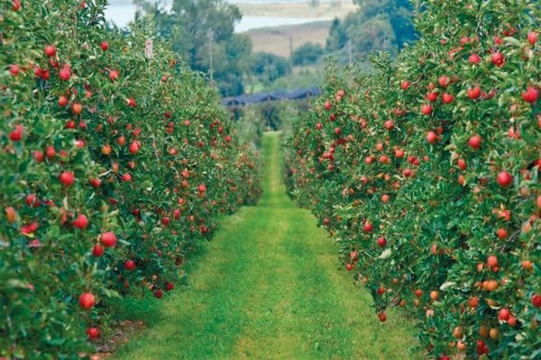 stablo jabuke opis novih sorti