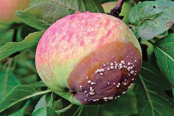 prečo jablká praskajú
