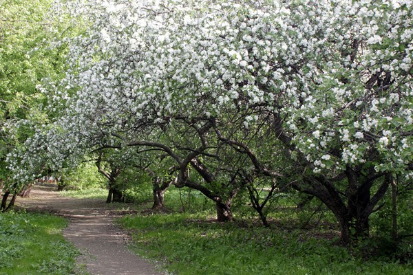 Ябълкова градина