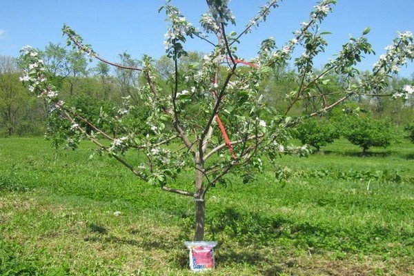 æbletræ baby