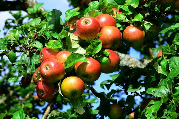 Cherry ng puno ng mansanas