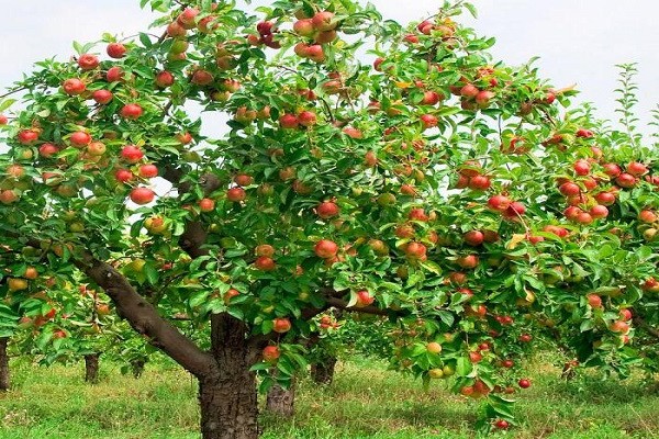 descripción del árbol de manzana de cerezo