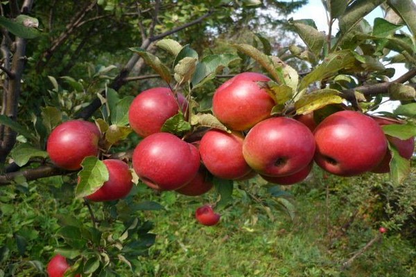 kersen appelboom beschrijving foto