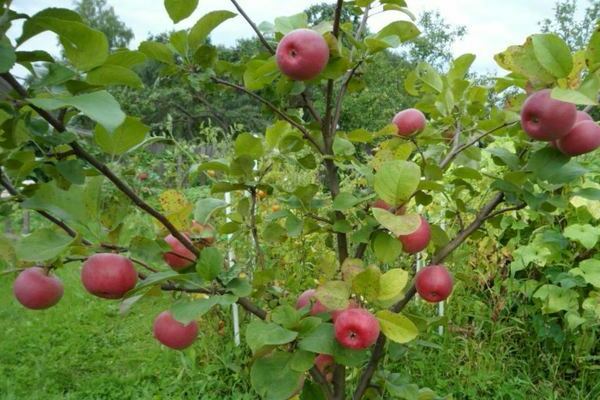 apple tree Auxis