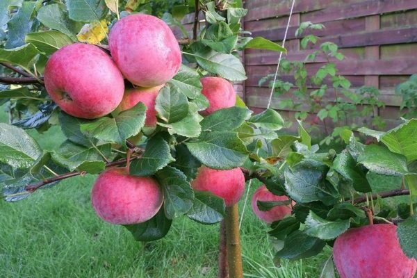 apple tree Auxis