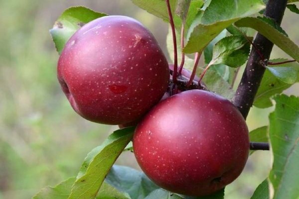 pomme rouge