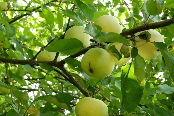 odrody jabĺk na Sibír