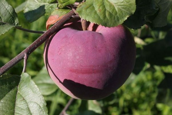 Pokok epal Bryanskoe