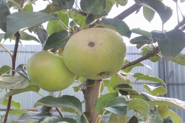 apple tree elena description