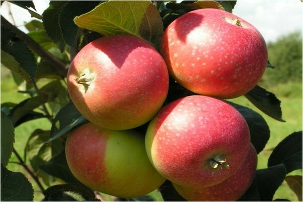 apple variety elena