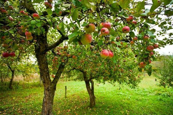 apple tree elena reviews