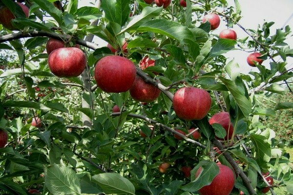 apple tree gala