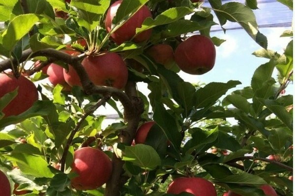 apple tree gala