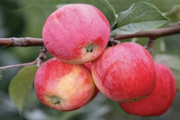 stablo jabuke bugler
