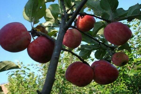 elma ağacı hırsızı