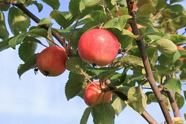 variedades de manzana para Siberia