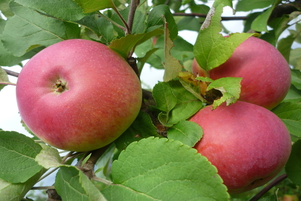 сортове ябълкови дървета за района на Москва