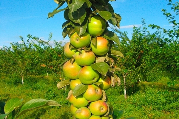 variétés de pommes en colonnes