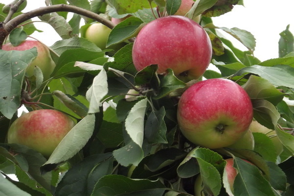 أصناف من أشجار التفاح لمنطقة موسكو