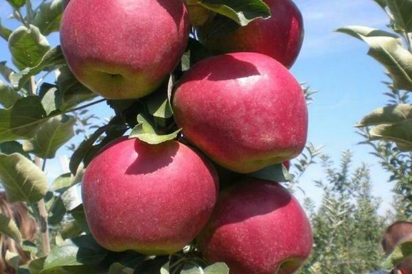 stablo jabuke modi