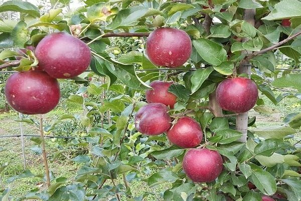 ต้นแอปเปิ้ล modi
