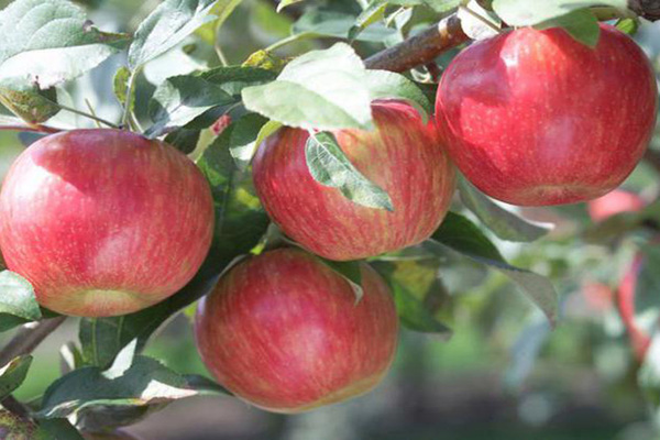 أصناف من أشجار التفاح لمنطقة موسكو
