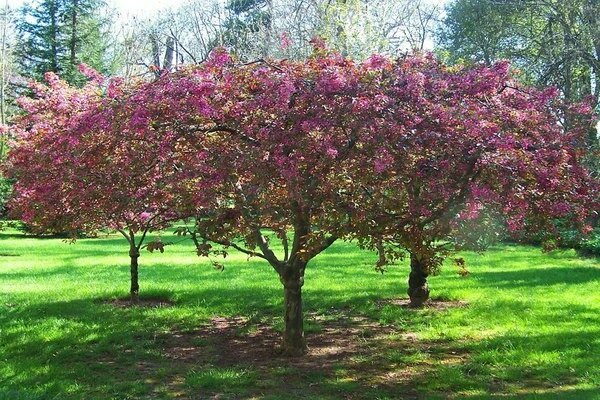 ябълково дърво лилаво