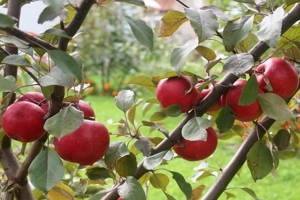ต้นแอปเปิ้ล สีแดง แมวเหมียว