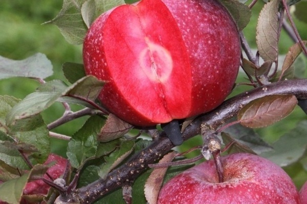 Apfelbaum rote Katze