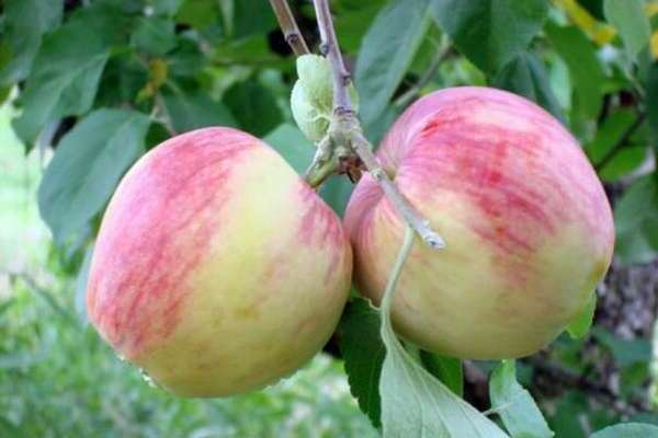 ябълково дърво Росошанское