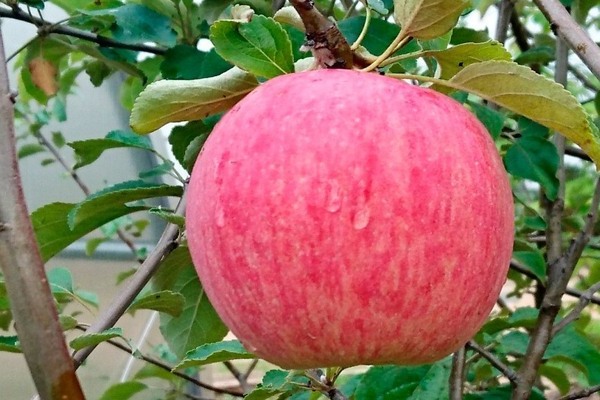 apple-tree Rossoshanskoe