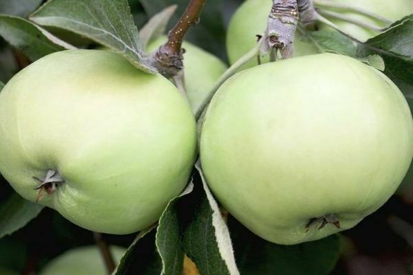 stablo jabuke Stanovnik Sverdlovska