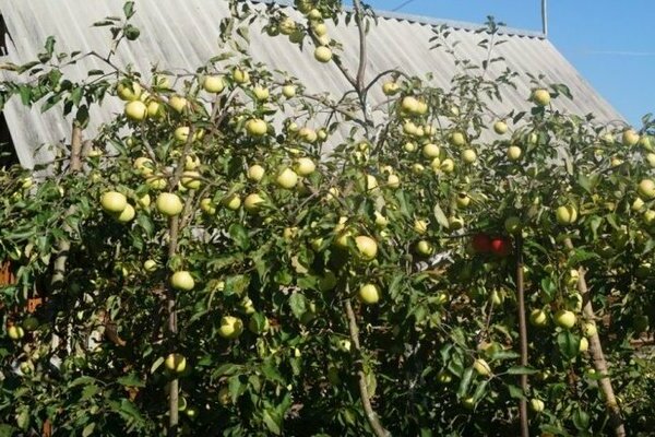 ต้นแอปเปิ้ล ถิ่นที่อยู่ Sverdlovsk