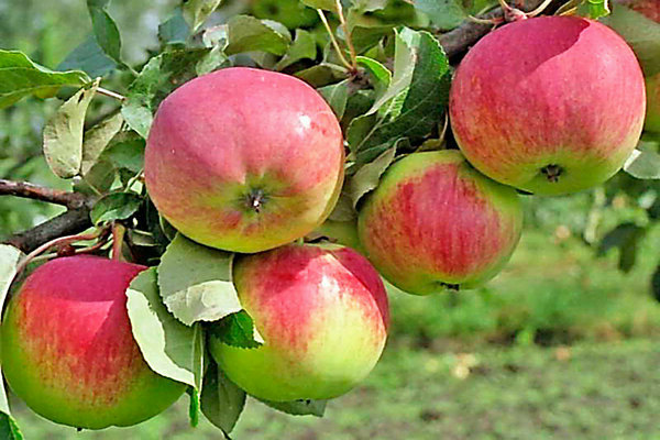 Foto kesegaran pokok epal