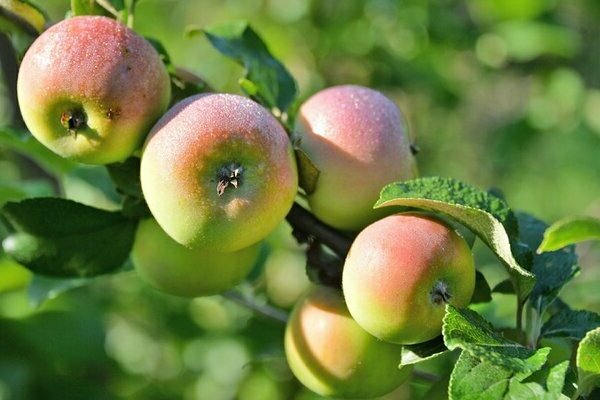 Friskhet av epletre