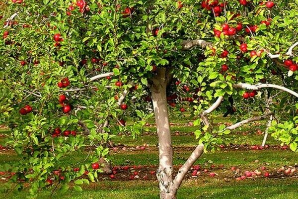 cây táo Uralets
