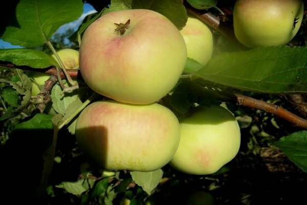 ябълково дърво Уралец