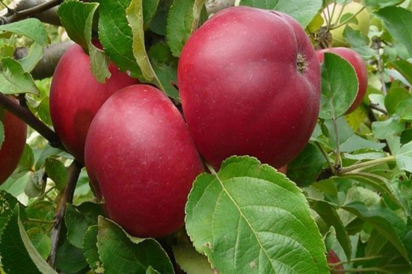 Apple-tree Venyaminovskoe