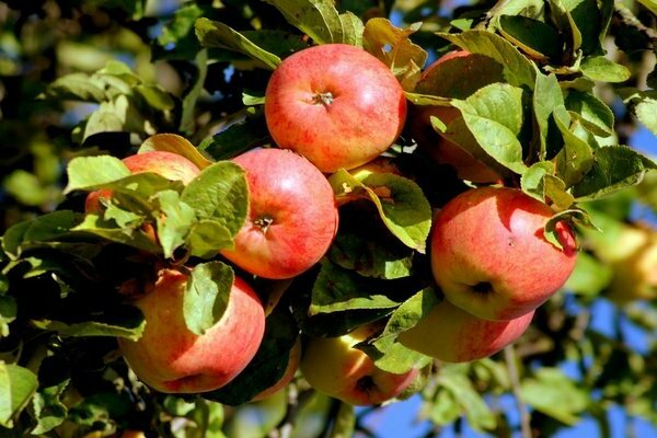 Apfelbaumsorten für die Region Moskau