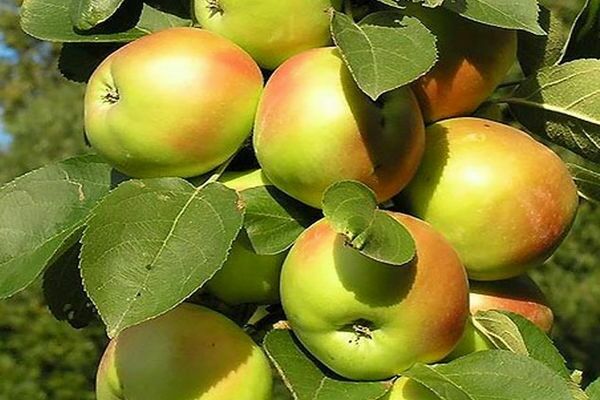 søjle æble sorter