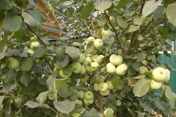 Pokok epal Jung
