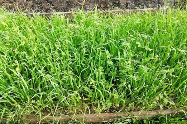 Barley as green manure