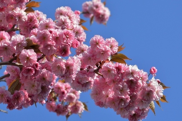 Japanese cherry sakura
