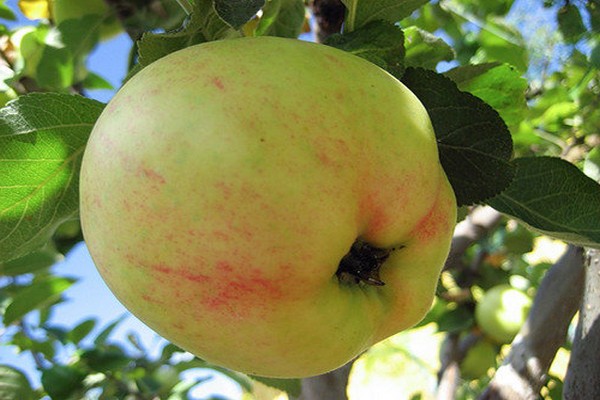 jubilee apple tree description photo