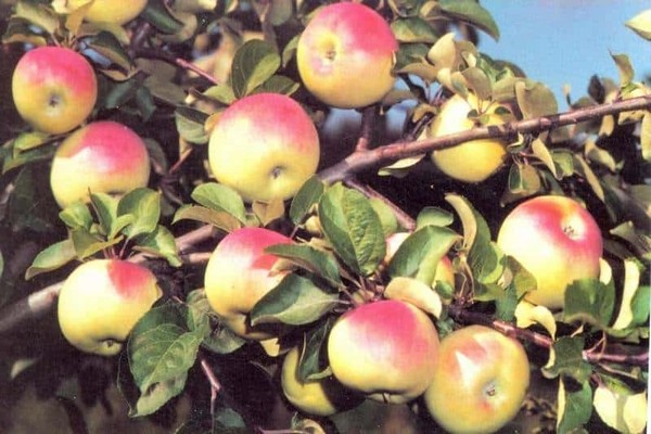 foto penerangan pokok epal jubli