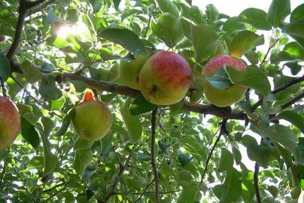 gambar jubli pokok epal