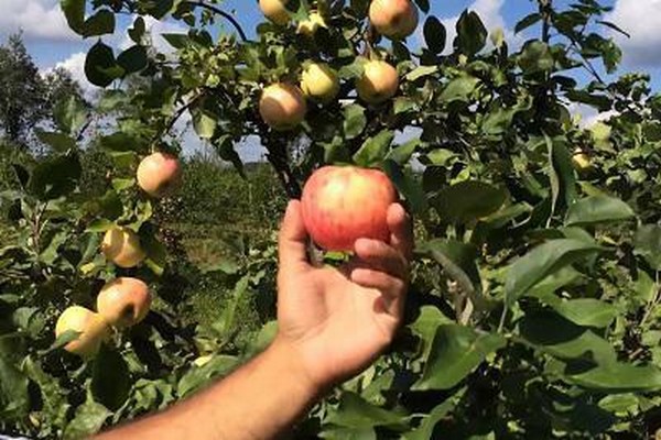 jubileum odrody jabĺk