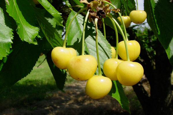 yellow cherry variety