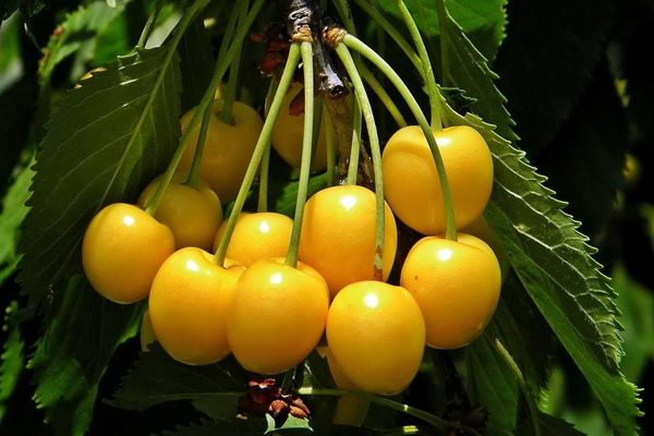 vyšnių geltonos veislės aprašymas